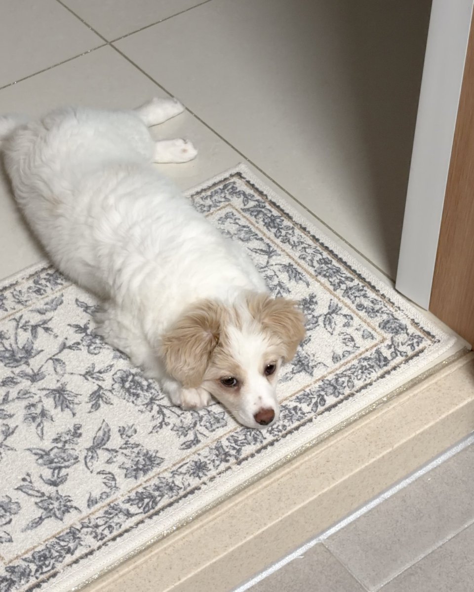 휘핑이 tweet media