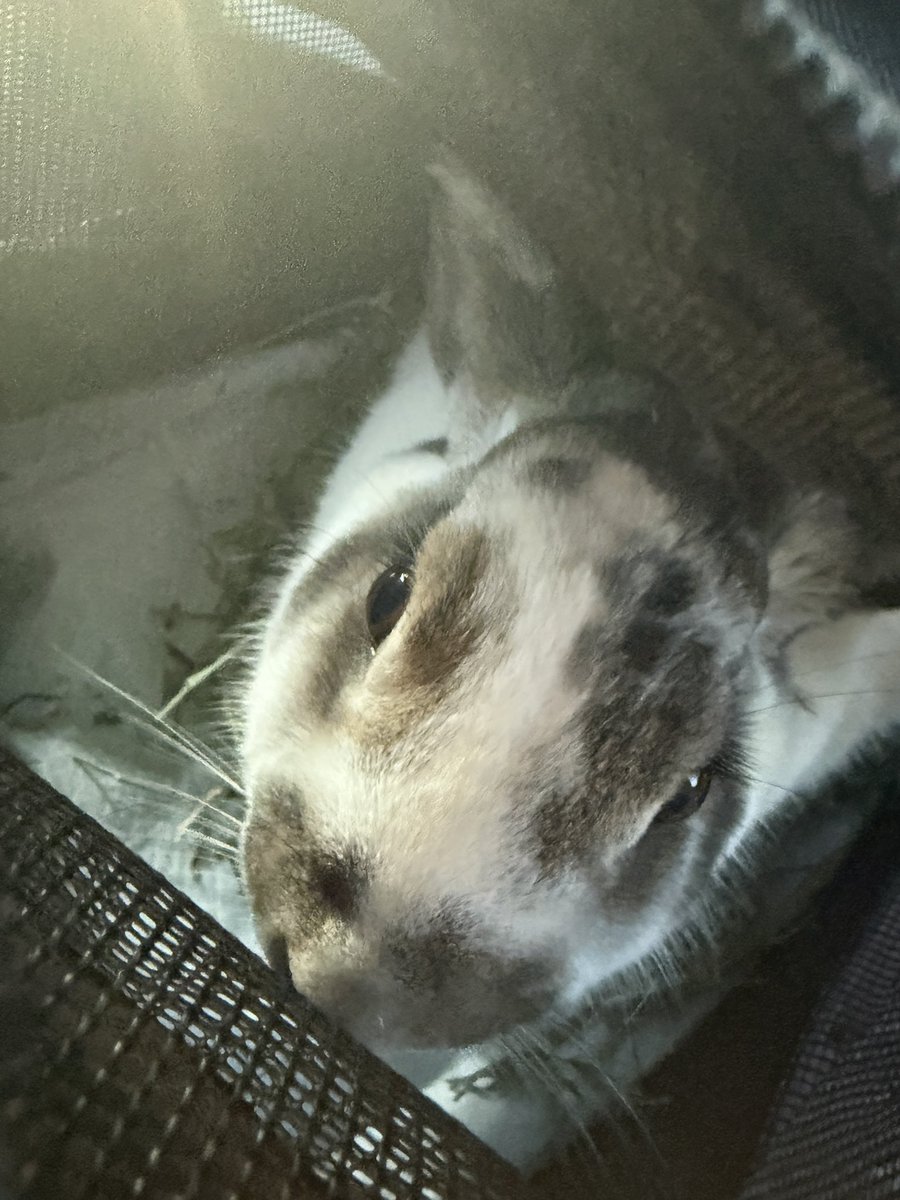 icedtea🐛shedtwt tweet media