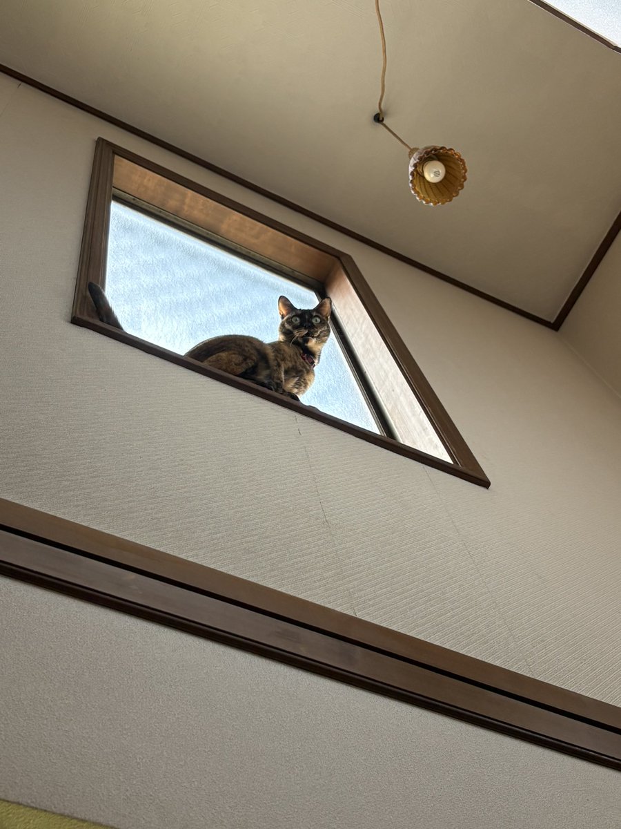 ルナ天使と蘭のママ tweet media