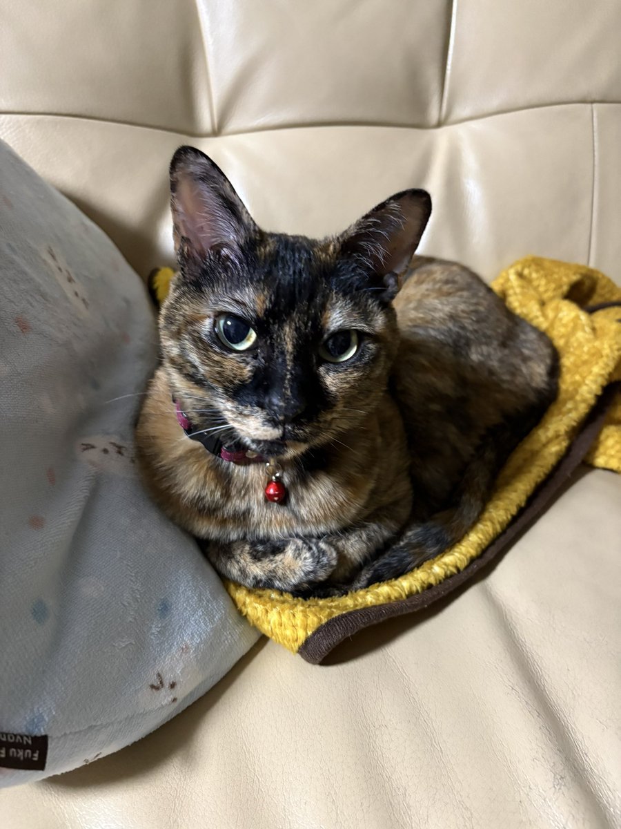 ルナ天使と蘭のママ tweet media