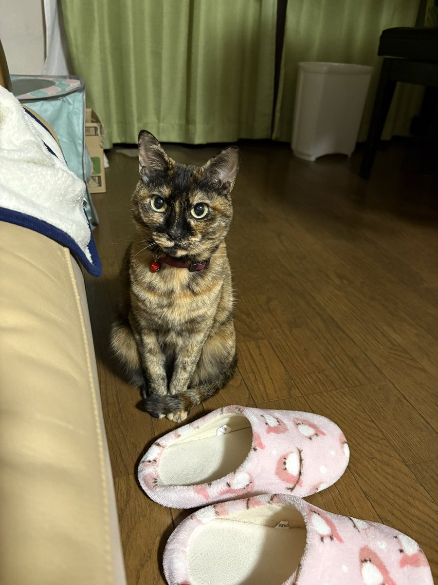 ルナ天使と蘭のママ tweet media