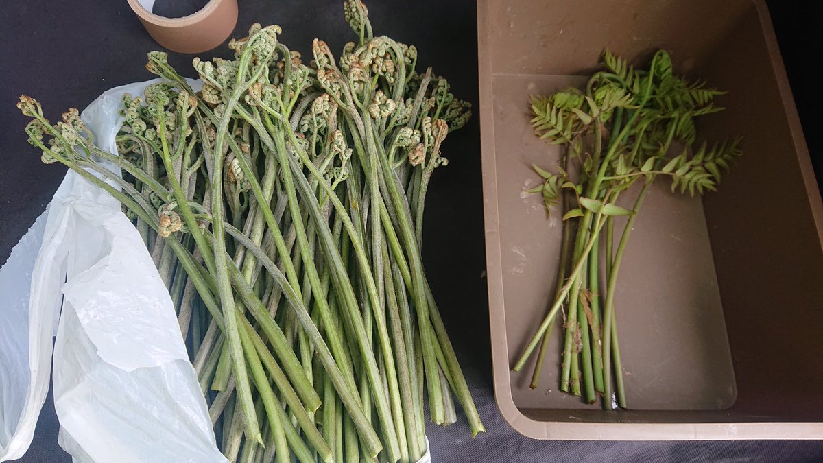 あつし@(´灬`) tweet media