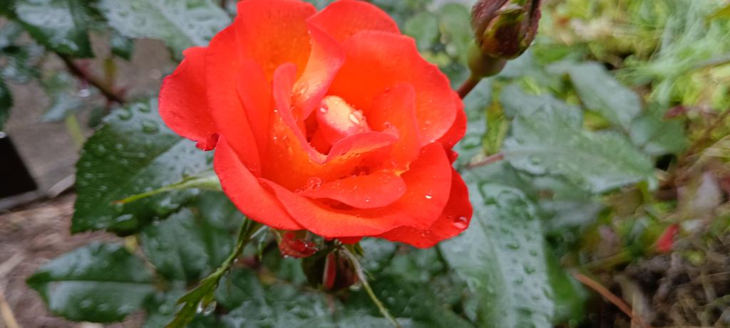 adpadw1981's tweet photo. 庭のあちこちでポツポツと咲き始めました。
今年は茎蜂が大量発生した中での開花です。

順に、#ダブルデイライト #プレイボーイ #アイスバーグ #オクラホマ 
#バラ #薔薇 https://t.co/5cxt0JEyBj