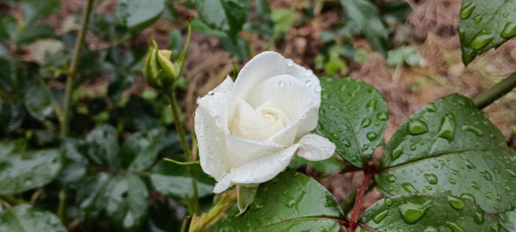 adpadw1981's tweet photo. 庭のあちこちでポツポツと咲き始めました。
今年は茎蜂が大量発生した中での開花です。

順に、#ダブルデイライト #プレイボーイ #アイスバーグ #オクラホマ 
#バラ #薔薇 https://t.co/5cxt0JEyBj