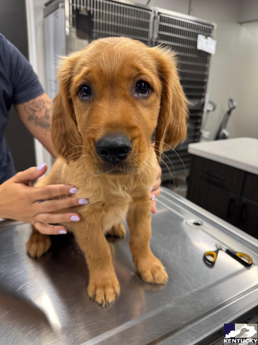 RichmondRoadVet's tweet image. Ranger came in for his very first puppy visit. 10 weeks old and already 16 lbs of adorable! 🧡🐾 #kentuckyveterinarypracticegroup #richmondroadveterinaryclinic #vet #veterinary #animalhospital #lexington #kentucky