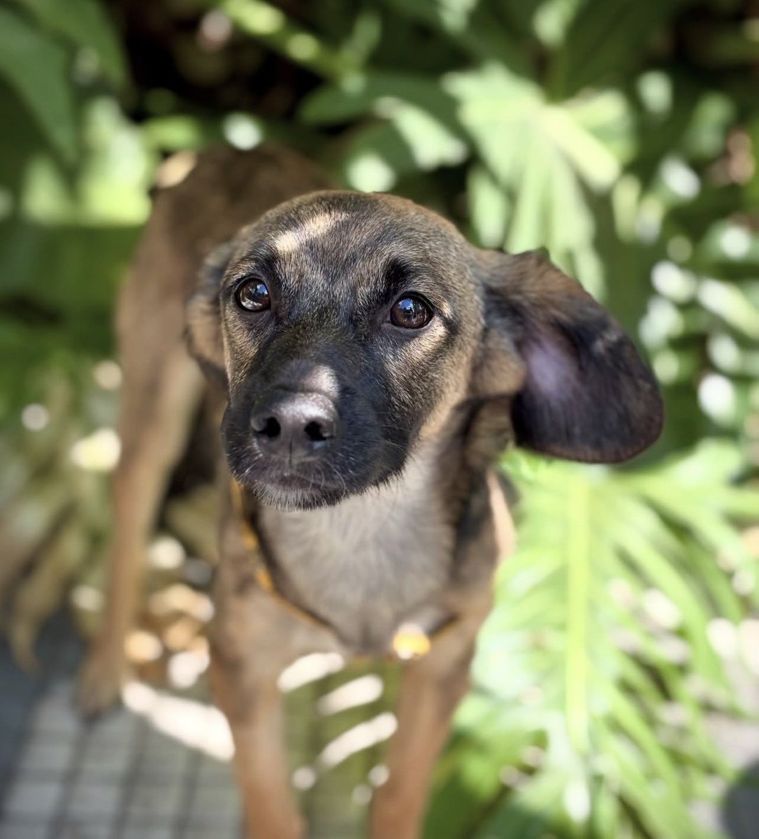 giuzita's tweet photo. ⛔️🤚🏻 PEDÁGIO DA FOFURA 🚨🫡

só saia desse post após engajar com a rifa‼️

o ajudaanimal está fazendo uma rifa INCRÍVEL pra arrecadar fundos para os bebês que eles ajudam❗️❗️❗️

entre os ajudados estão: 
brioche, murilo muliro, croissant E MUITOS OUTROS!!! https://t.co/Ez1oB0fYWH