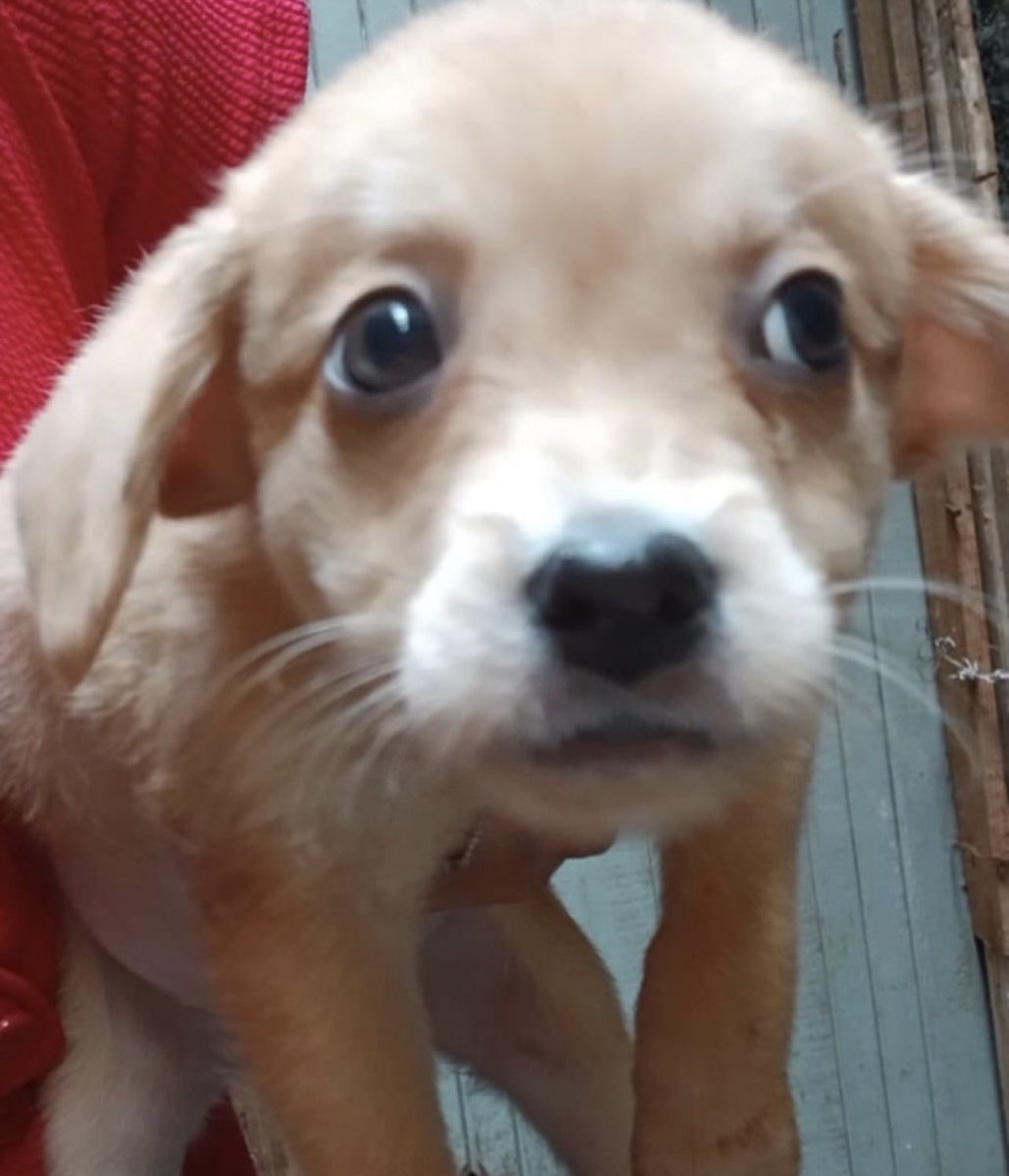 giuzita's tweet photo. ⛔️🤚🏻 PEDÁGIO DA FOFURA 🚨🫡

só saia desse post após engajar com a rifa‼️

o ajudaanimal está fazendo uma rifa INCRÍVEL pra arrecadar fundos para os bebês que eles ajudam❗️❗️❗️

entre os ajudados estão: 
brioche, murilo muliro, croissant E MUITOS OUTROS!!! https://t.co/Ez1oB0fYWH