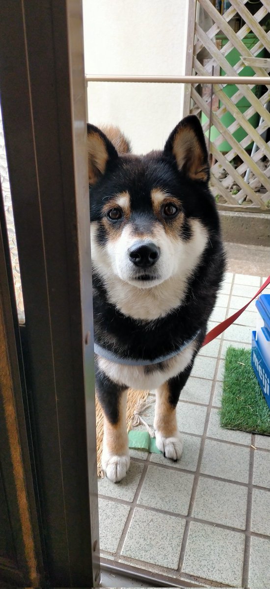 おウチはいるか悩んでるワン