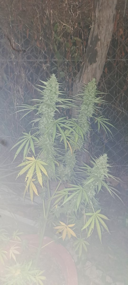 TammyZapam tweet media