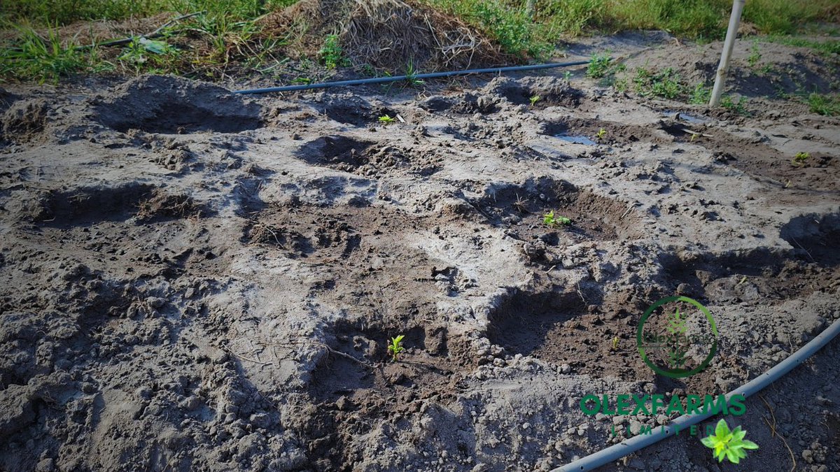 olexfarms's tweet photo. We are proud to welcome a new planting season at Olexfarms 🌱

With new seeds in the ground, we look forward to the rains and pray for a bountiful harvest.

#Olexfarms #NewPlantingSeason #UguVegetable #HealthyAndAffordableFoodForAll https://t.co/7MAbiFN8HD