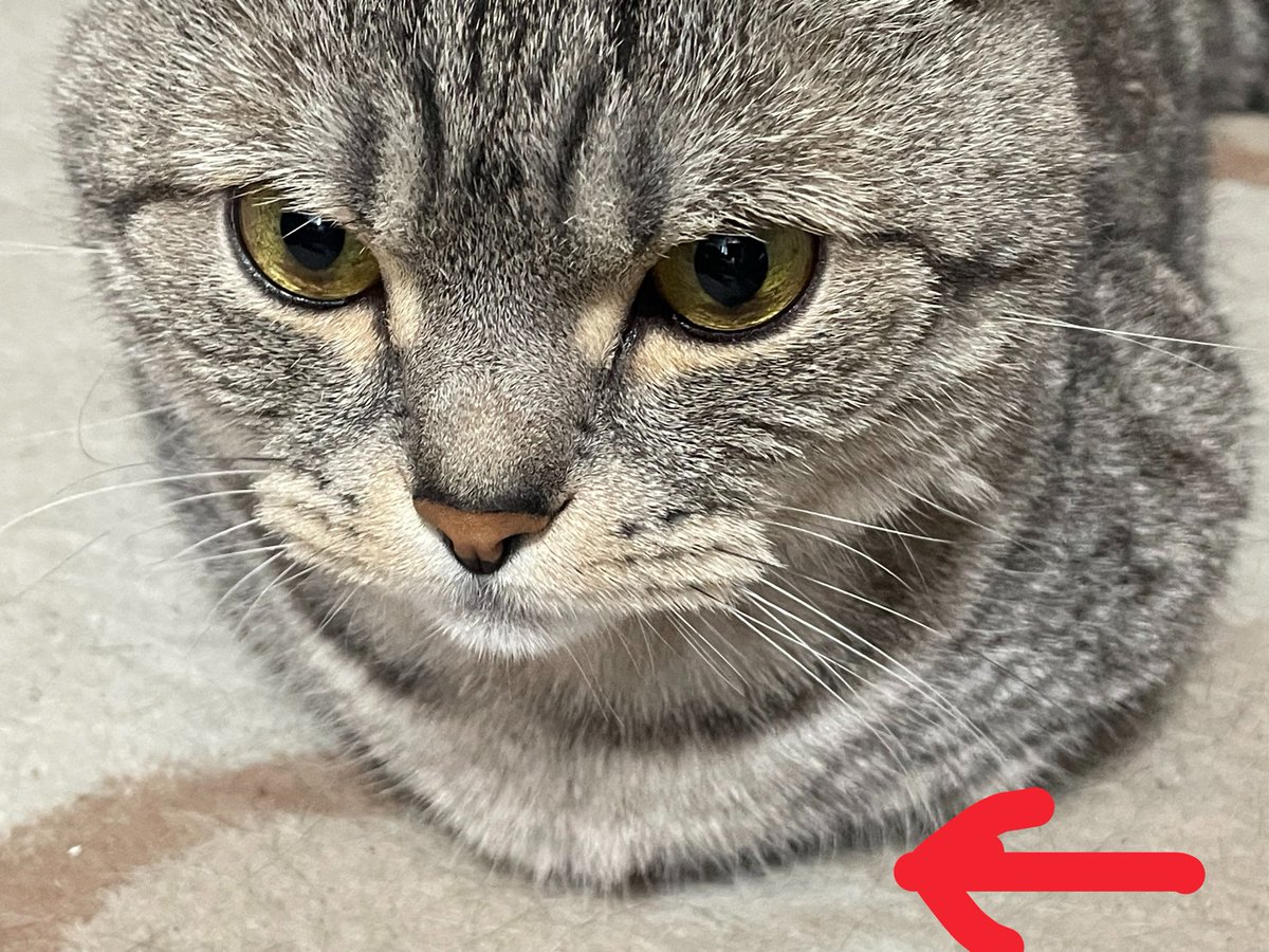 りかぷょん曹候補生🐱弥城と弥侯 tweet media