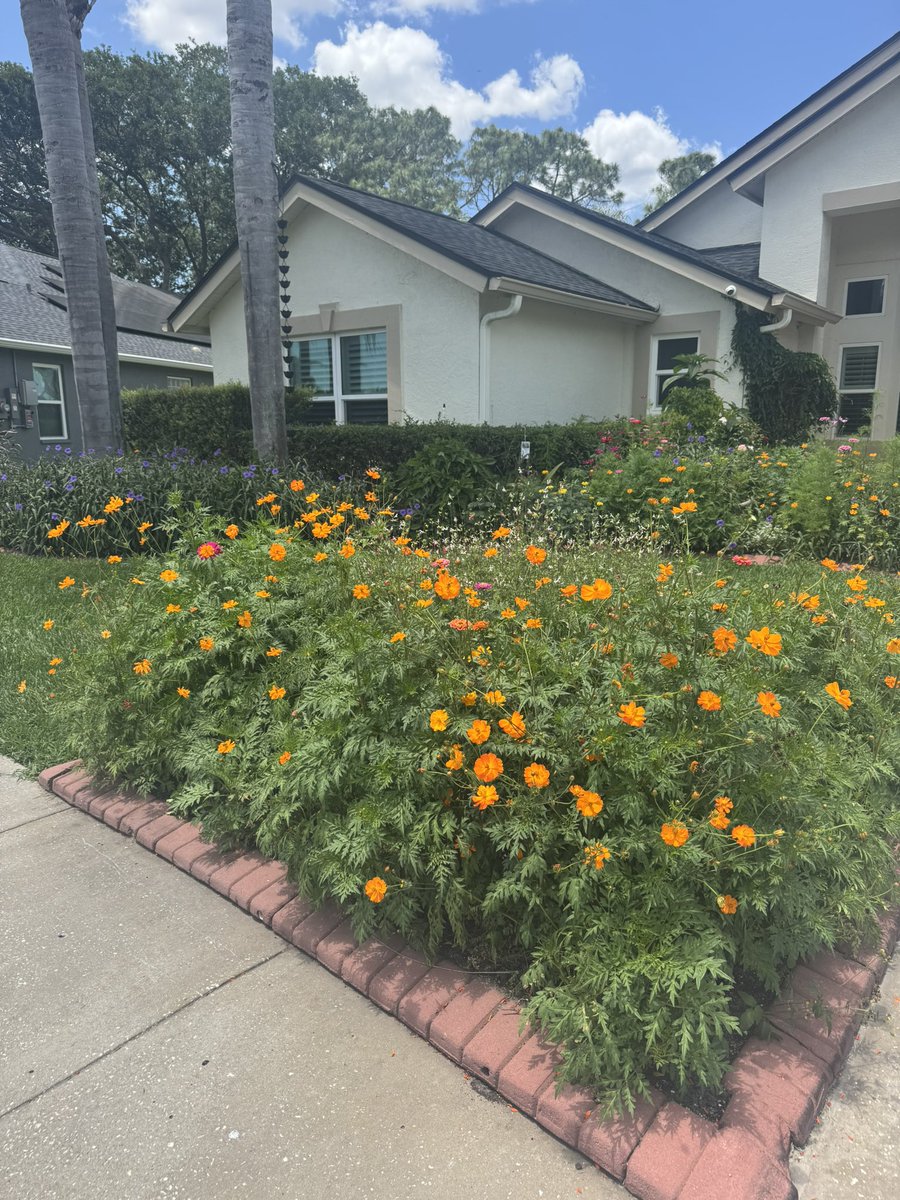 RRustogi's tweet photo. My flower power 
Crazy cosmos, Merry marigolds and zealous zinnias https://t.co/gKm6sKC722