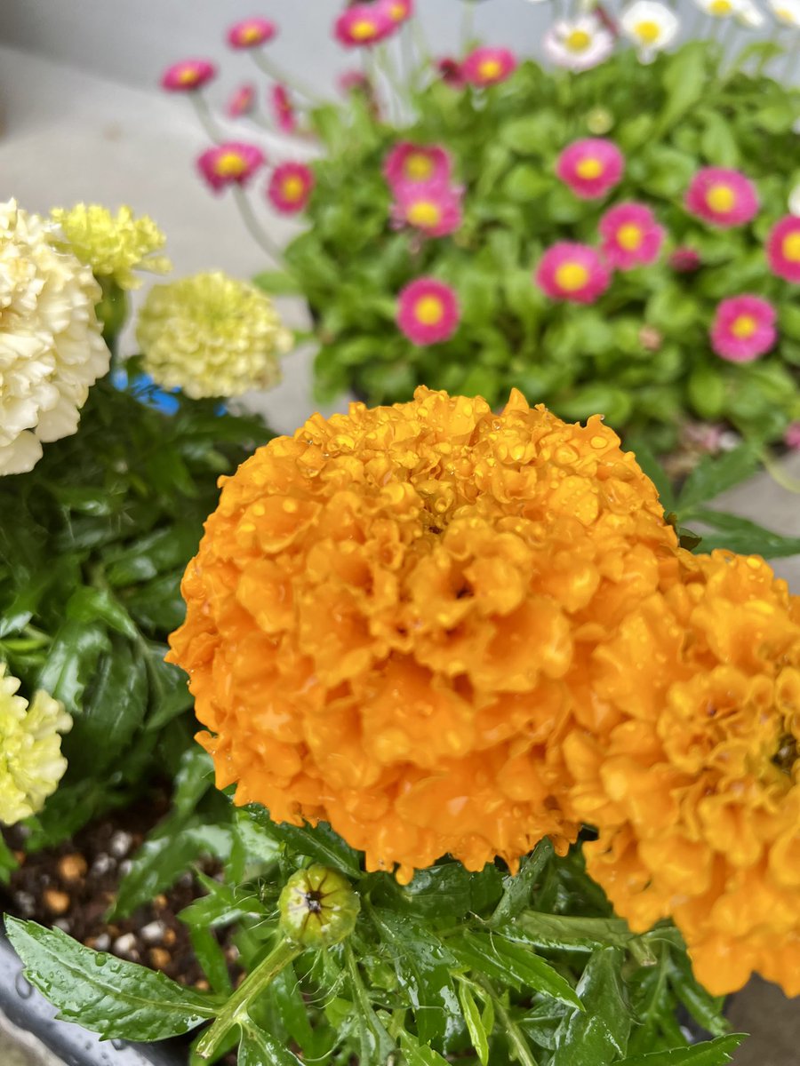 焼かりんとう（あゆみ） tweet media