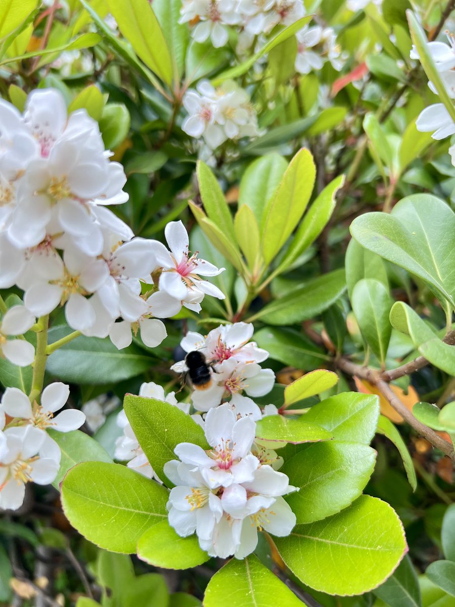 焼かりんとう（あゆみ） tweet media