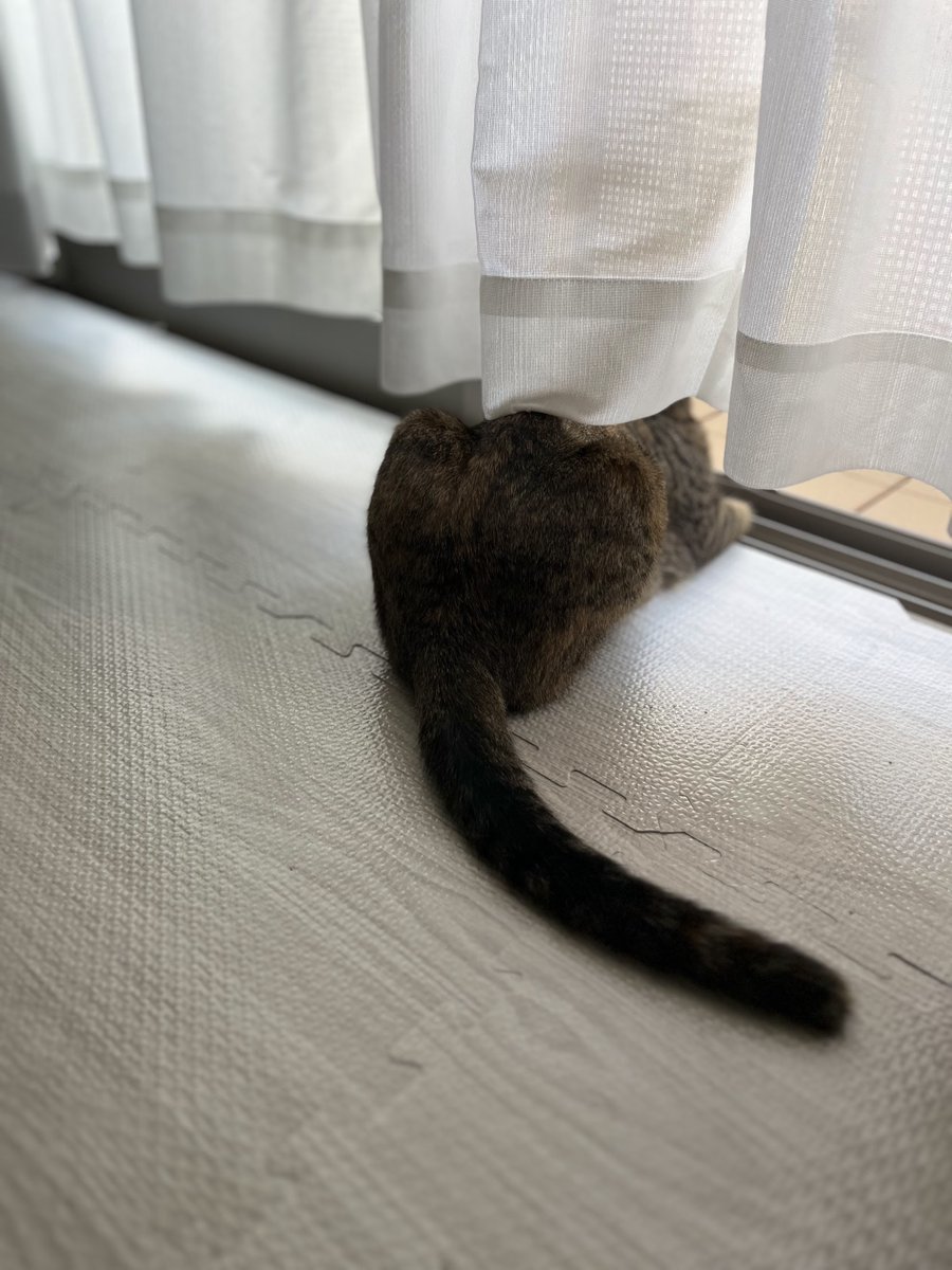猫のシュピさん tweet media