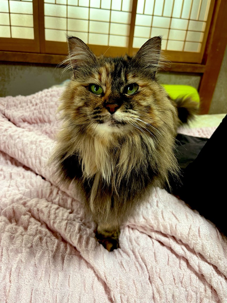 シュウ@限界ライ麦畑 tweet media