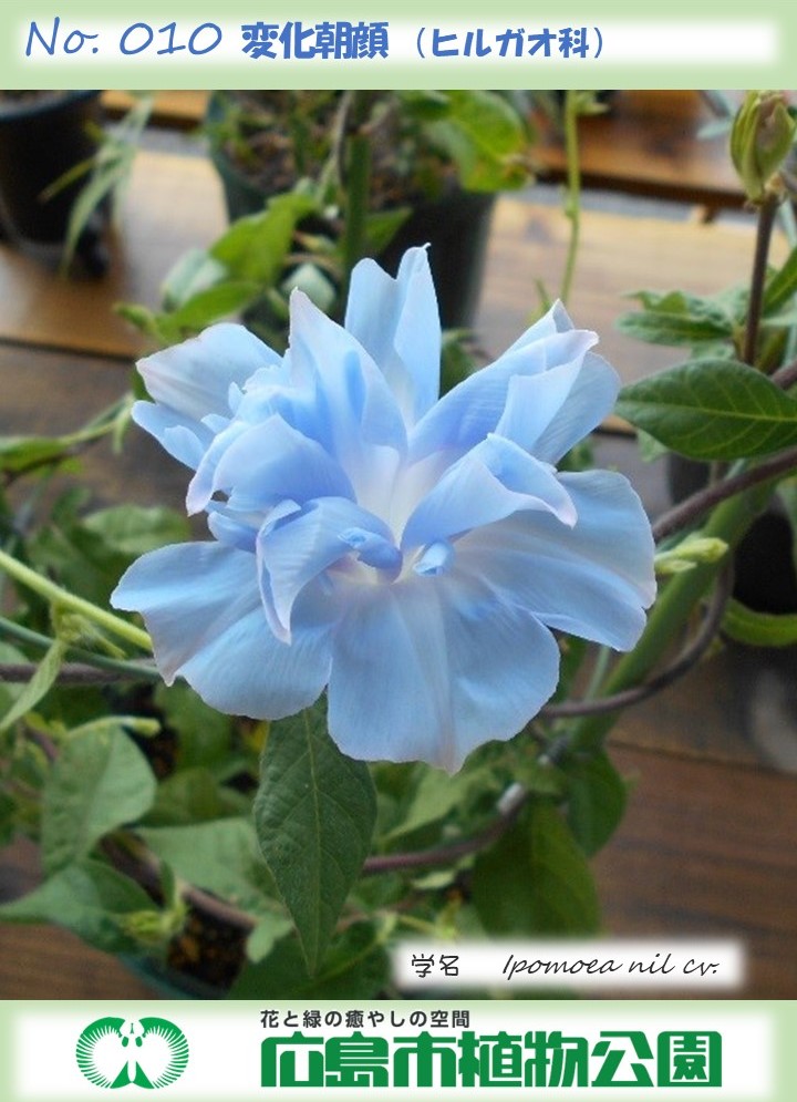 HBGhiroshima's tweet image. 本日の植物公園は雨模様なので、 雨の日特典「しとしとボタニカルカード」を、正門のチケット売り場カウンターにて、来園者に無料プレゼントします。 本日のカードは「変化朝顔」、次回のカードは「セツブンソウ」です。  #広島市植物公園 #しとしとボタニカルカード #rain