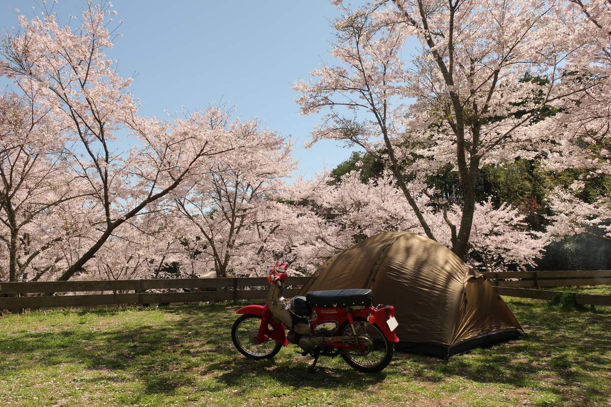 tomozoG3's tweet photo. #4月のキャンプを写真4枚で振り返る

4月は泊まり1回、デイ1回🛵
花見キャンプがサイコーでした😆
梅雨が来る前にもう何回か行けるかな～ https://t.co/qVcsW2ZmNj