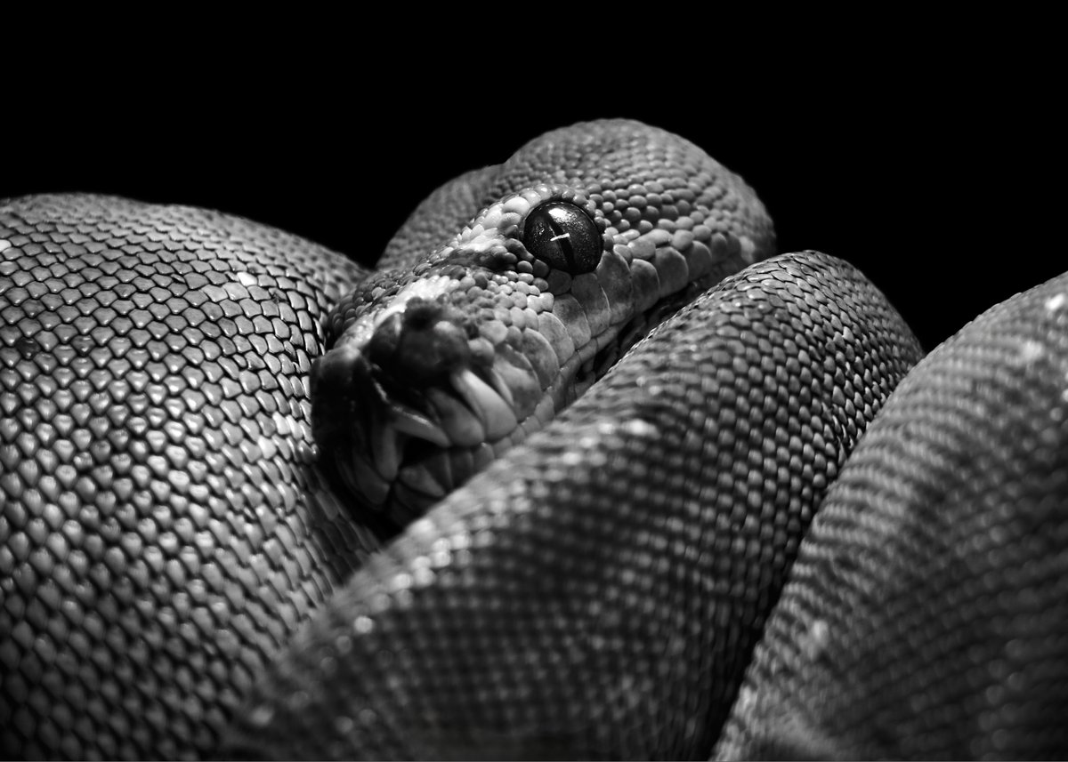 lowbassphotog's tweet photo. That's one way to pose. 
#greentreepython #moreliaviridis #python #pythons #snake #snakes #reptile #reptiles #wildlifephotography #animalphotography #reptilephotography #blackandwhite #blackandwhitephotography #photography #appicoftheweek #canonfavpic #captureone https://t.co/izdqxSBIEe