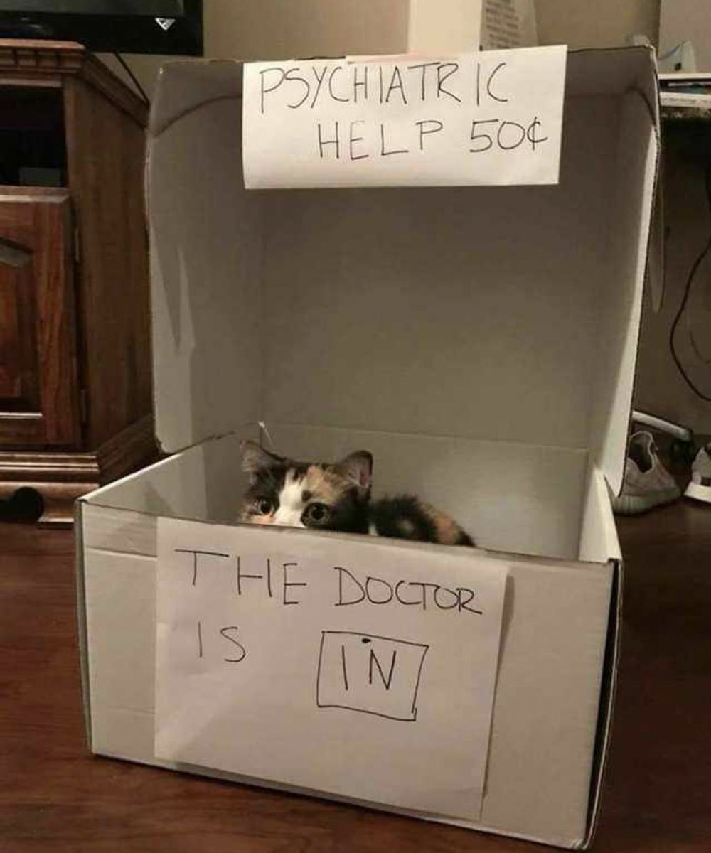 The Cats 𝕏 tweet media