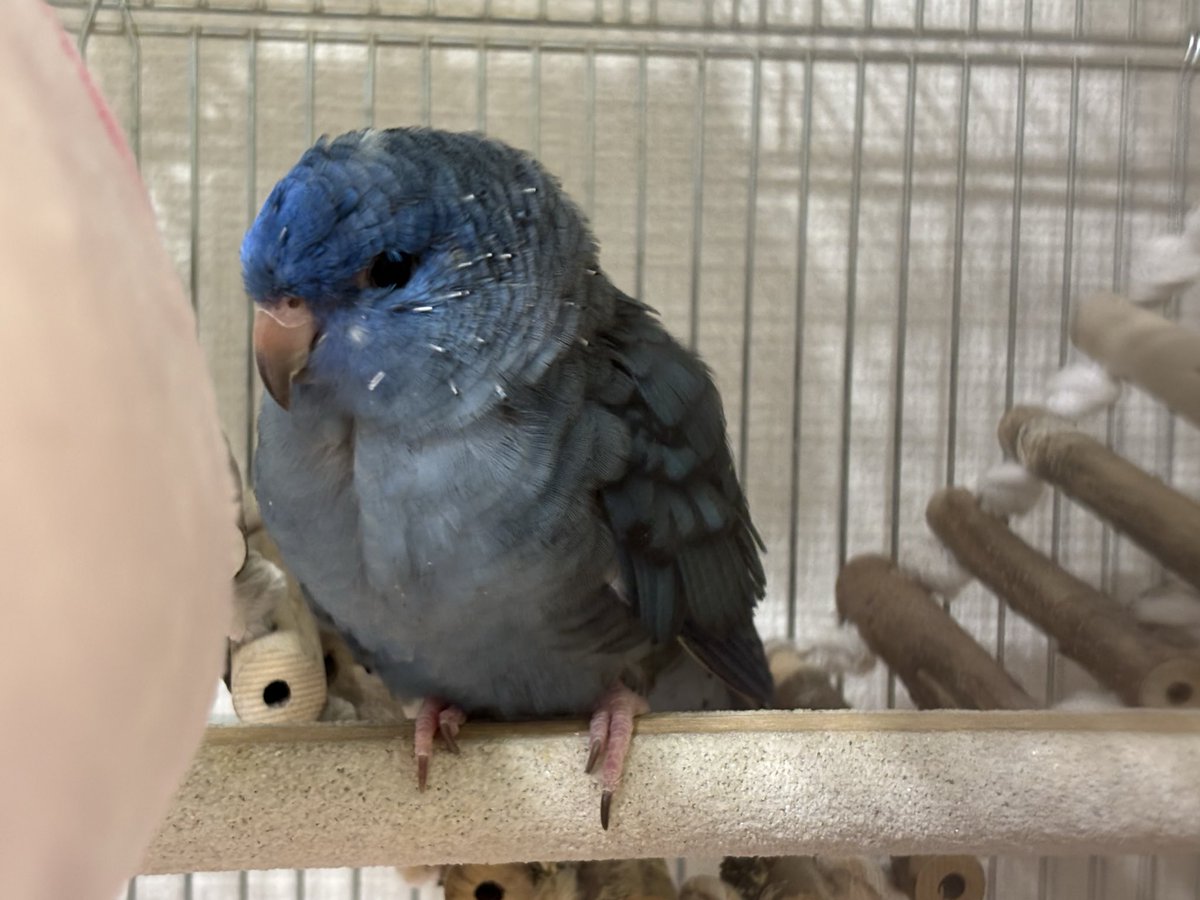 ずんだママとパパ tweet media