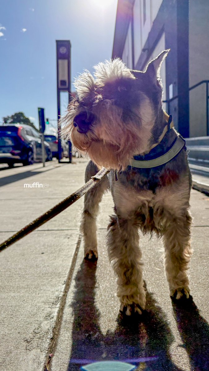 muffinjai's tweet photo. Sage standing guard in my service dog harness outside the Japan Center Malls in San Francisco! 🌁 It’s time for some mid-week Wednesday Wisdom, and today’s lesson is all about the art of the multi-level sniff
@japancentermalls @sf_japantown
#JapanCenter #WednesdayWisdom https://t.co/2VDU6KGhZS