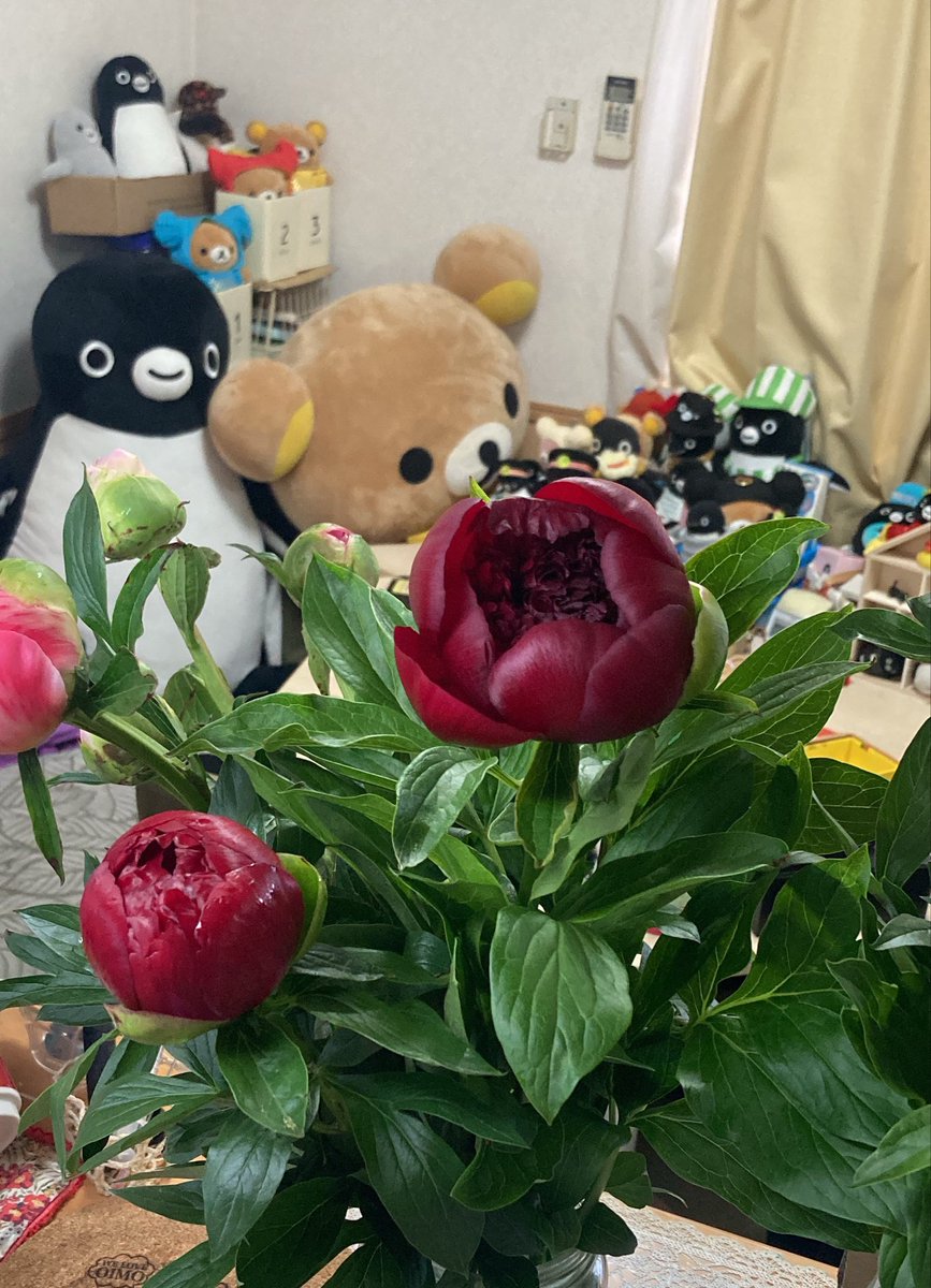 おー咲いてきている！