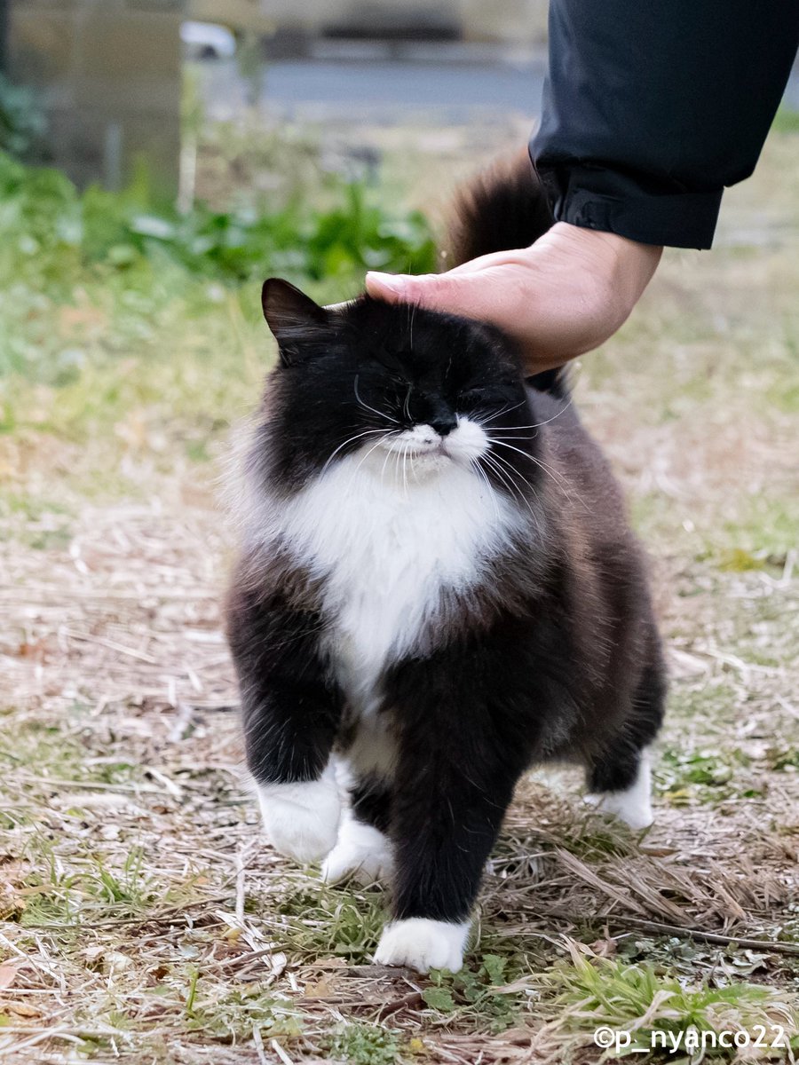 simabossneko 写真集「島にゃんこ」発売中 tweet media