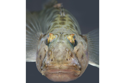 Zootaxa's tweet photo. The #gobioid #fishes of #India—An annotated list
#taxonomy
https://t.co/uDBD1UptAz https://t.co/UuBZ4OFGp1