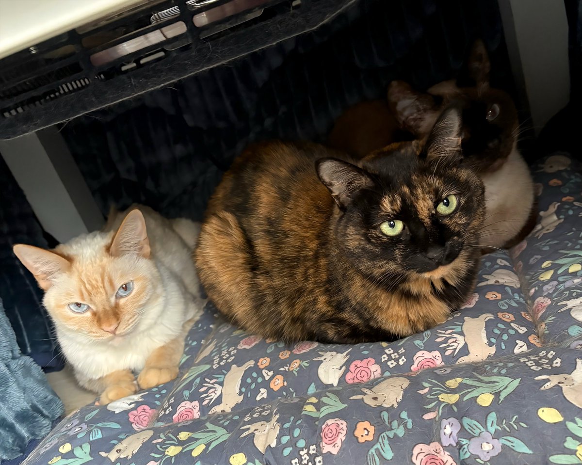 猫と犬と飼い主 tweet media