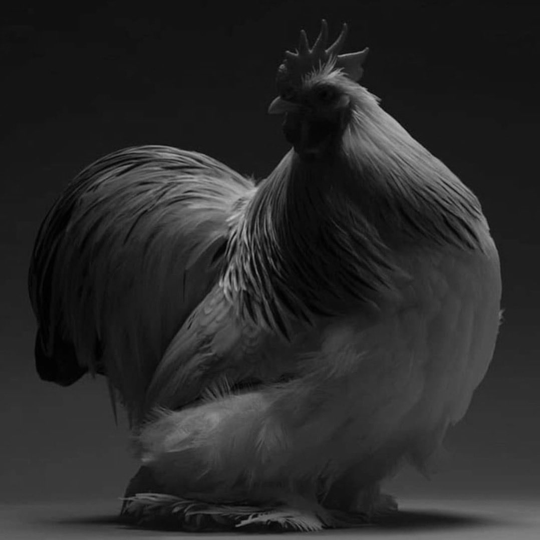 Золота Відьма△Беатріче tweet media