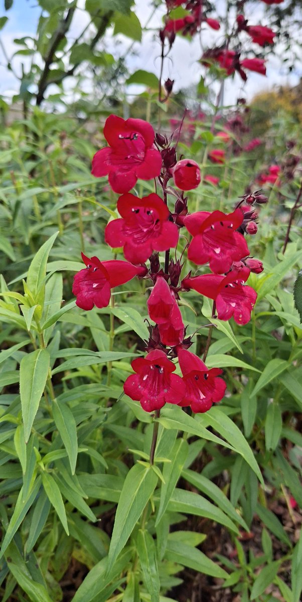GabyLynch9's tweet image. Gotta love a penstemon 😊 #Flowers