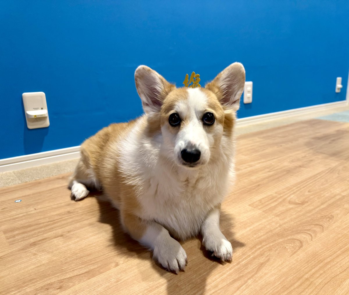 コーギーつむぎ🧂🍞 (@corgi_tumugi) / Posts / X