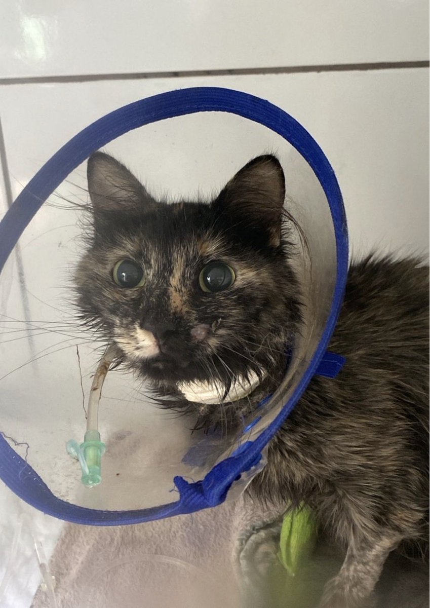 Hermione parou de comer! Precisamos URGENTE de ajuda pra pagar consulta! 

Lembram que ela fez cirurgia e retirou vários dentes mês passado? Agora a FeLV está atacando DE NOVO, só que os dentes que restaram😭 

R$100 a consulta de ONG
Ajude com R$1! 
PIX: projetomiacasa@gmail.com