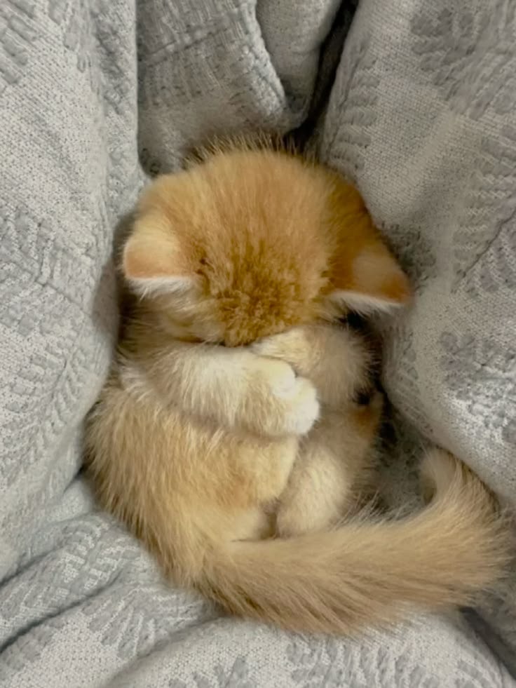 Cats all the way tweet media