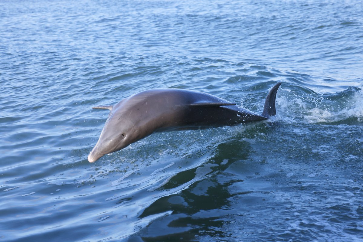 A LITTLE BRAVER 🐬 tweet media