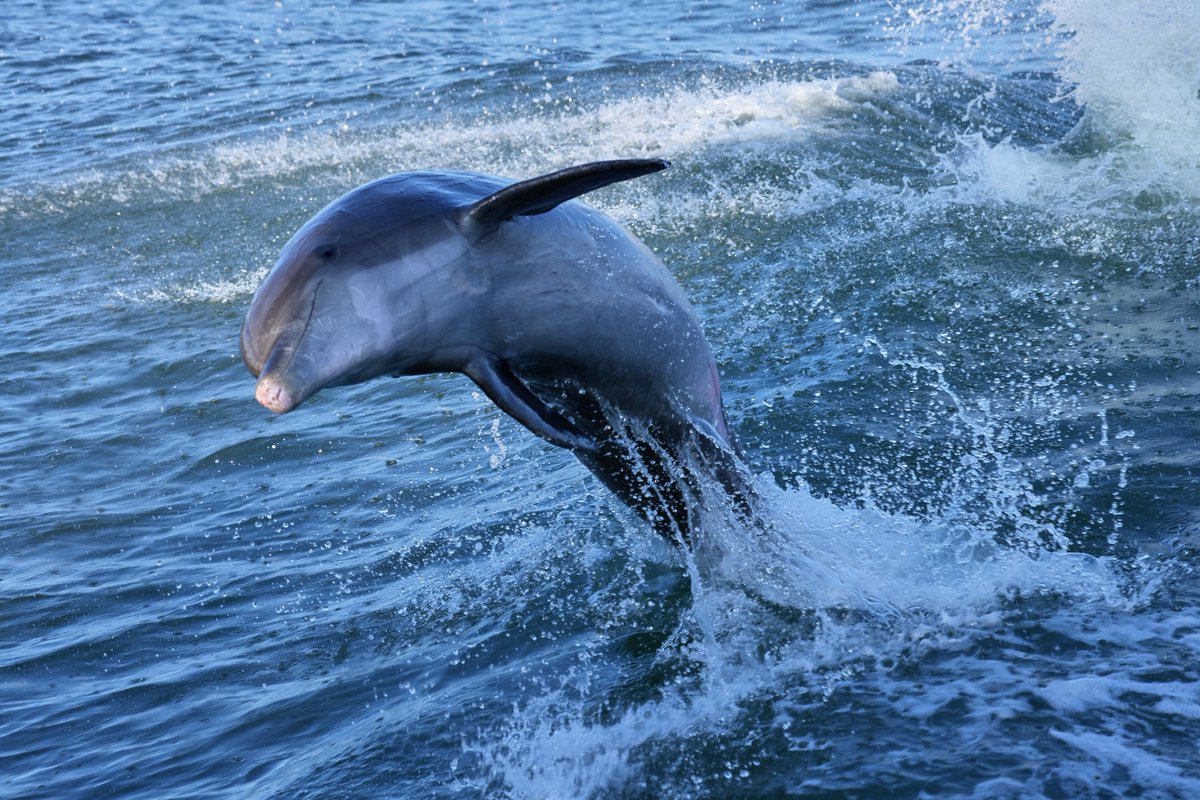 A LITTLE BRAVER 🐬 tweet media