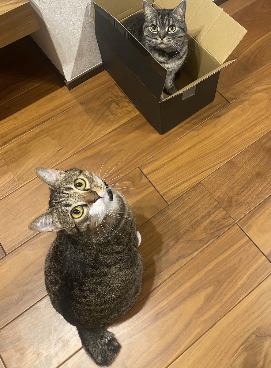 編集やまみ tweet media