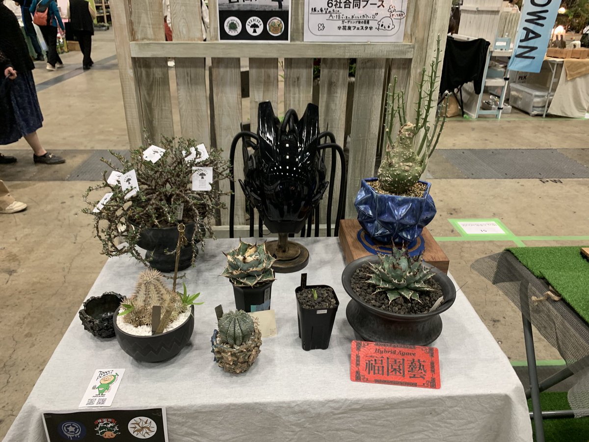goodtaniku】閻魔 gt育成中株 鉢ごと発送 Goodtaniku videos and