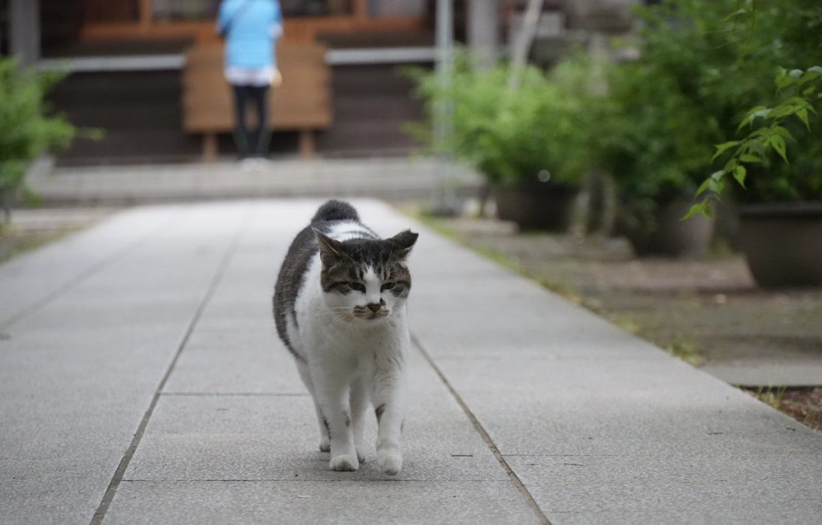 ほのぼのトロ tweet media