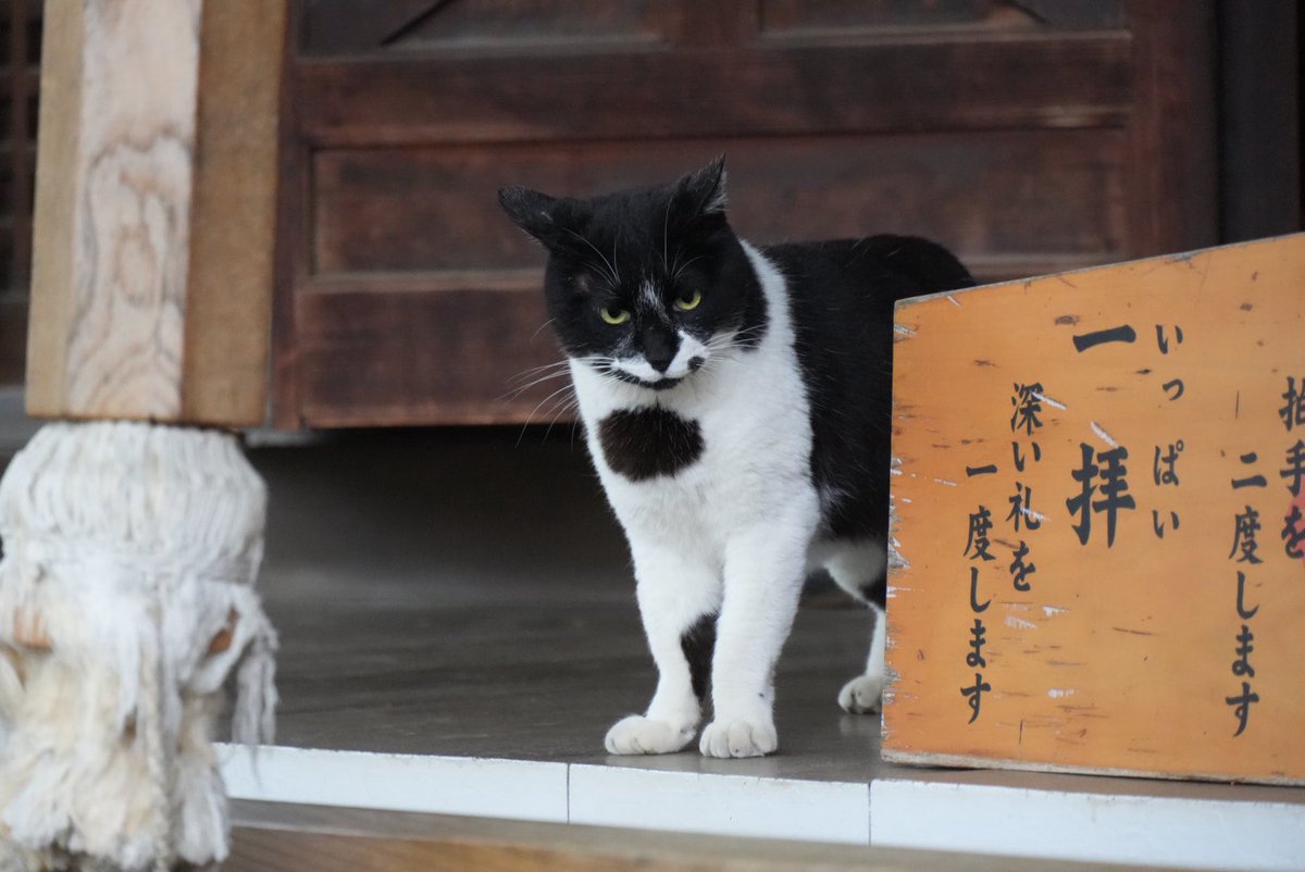 ほのぼのトロ tweet media