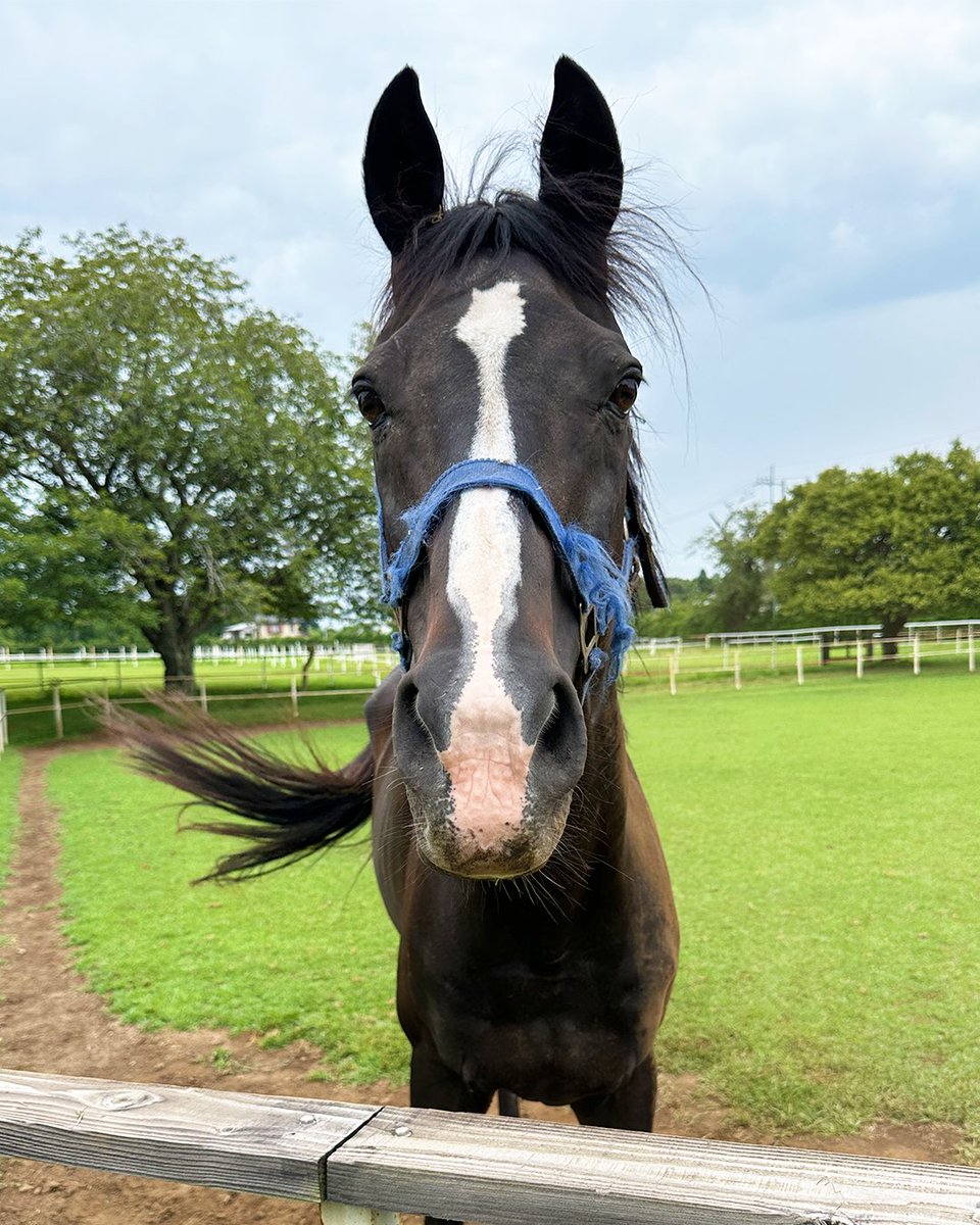 TCC 引退競走馬ファンクラブ - 馬を救い、人を癒す - tweet media