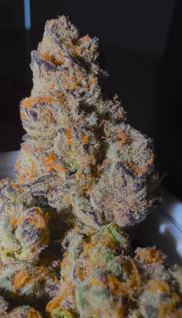 SONIC BUDS tweet media