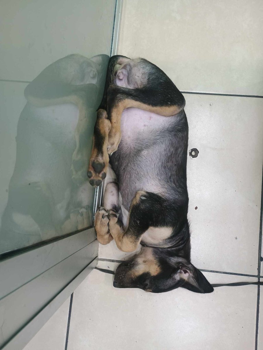 SERVICIO SOCIAL✅️
#adopta
#URGENTE
Nos piden publicar 👇🏻

Se solicita hogar responsable para esta cachorrita hermosa que apareció de la nada en el centro comercial El Encuentro San Miguel
Una de las personas que trabaja ahí le dará resguardo mientras sale familia que le de