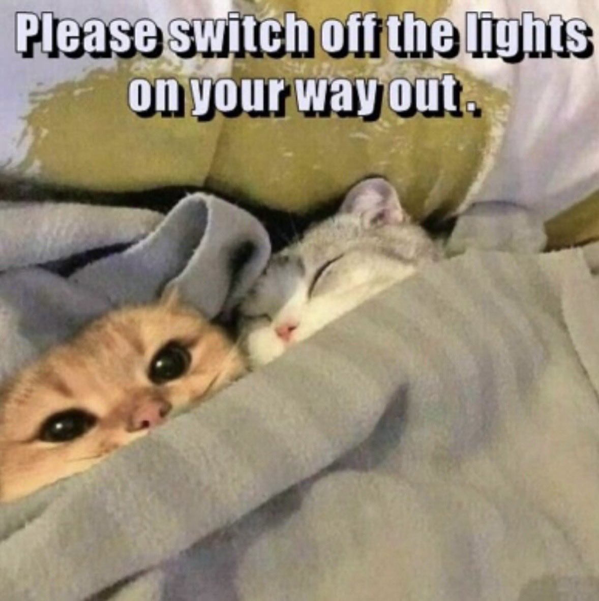 dcd728's tweet photo. Looks like #mom #sleeping on the #couch again! #Kitties #ourbed #notsorry https://t.co/noCzeX6DtB