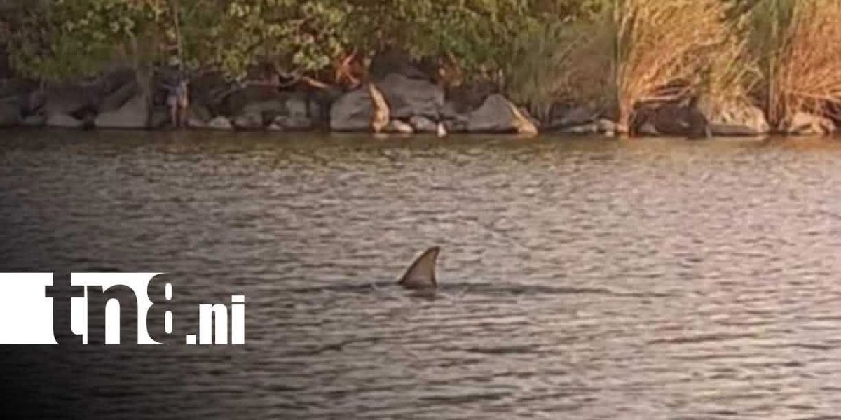 Nicaragua tiene el único lago en el mundo con tiburones en agua dulce. Pobladores cercanos han reportado avistamientos recientes 🇳🇮