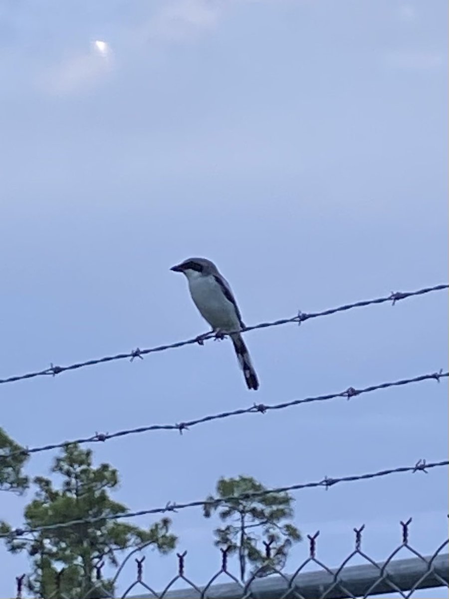 tautonymph's tweet photo. Chipping sparrow, chimney swift, loggerhead shrike 😸 https://t.co/vaEHlHHKLe