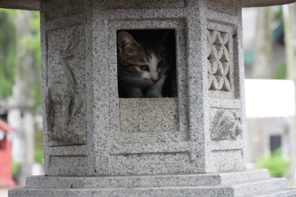 ほのぼのトロ tweet media