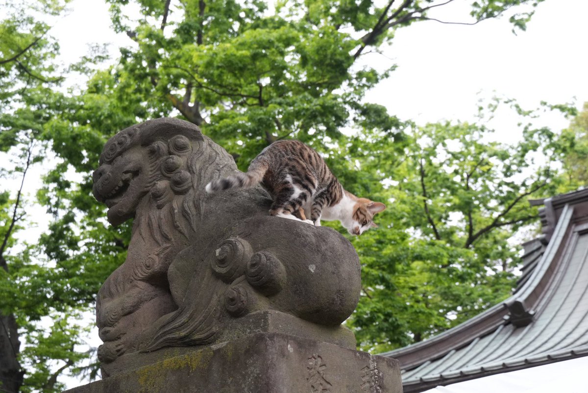 ほのぼのトロ tweet media