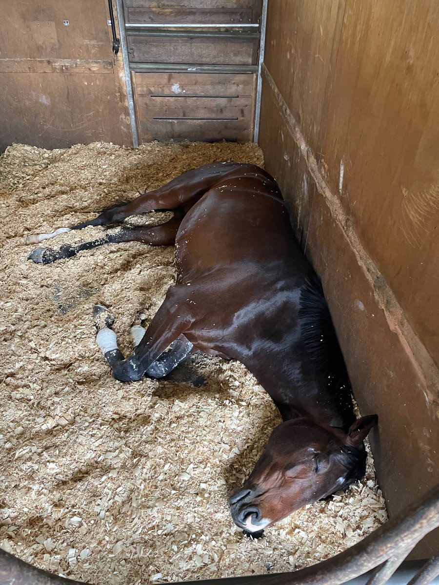 スポニチ競馬Web🐴 tweet media